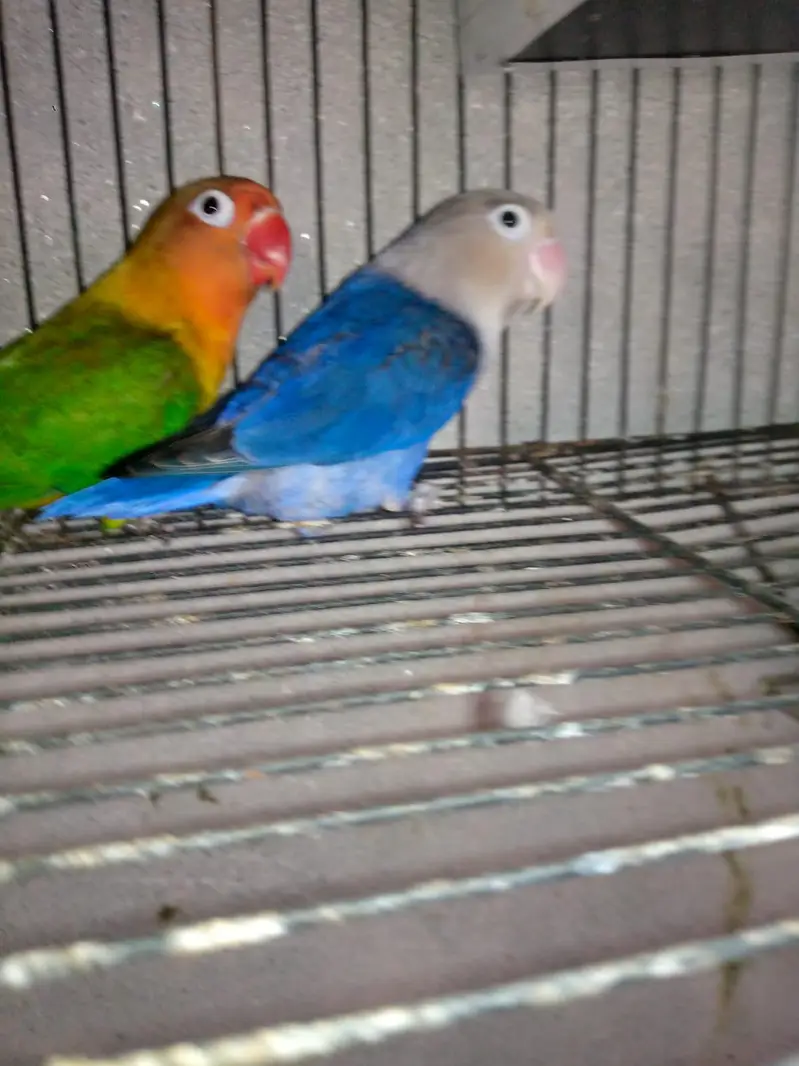 Love Bird Breeder jora hai — photo 5