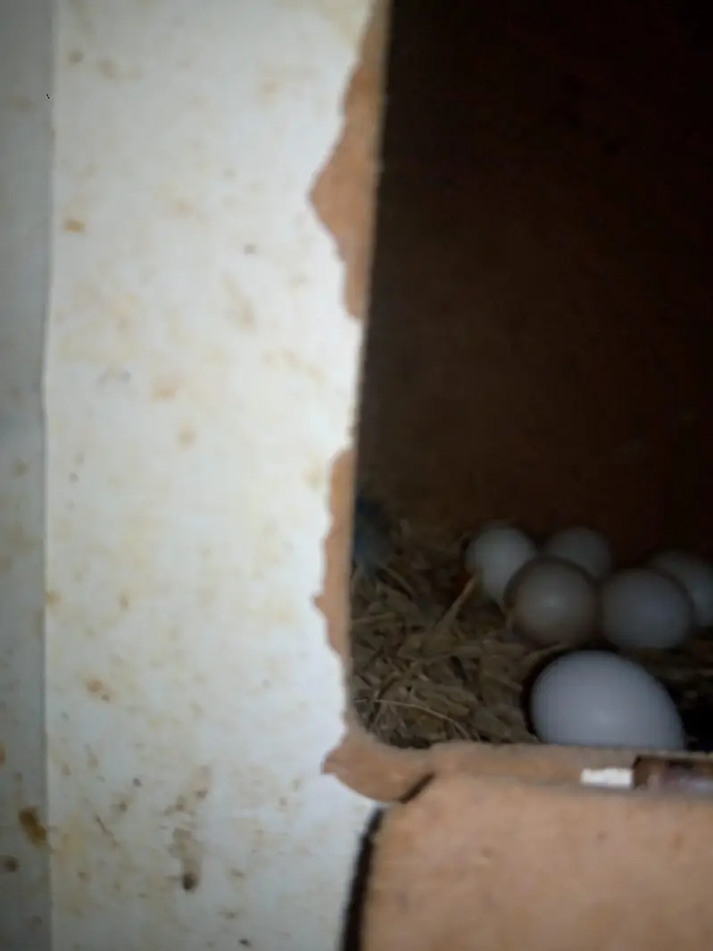 Love Bird Breeder jora hai — photo 6