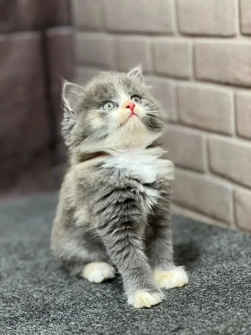 kittens | Persian Kittens | Triple Coated Persian Kittens For Sale