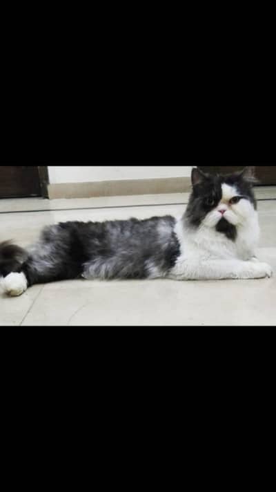 stud male for sale