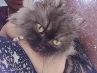 cat for adoption
