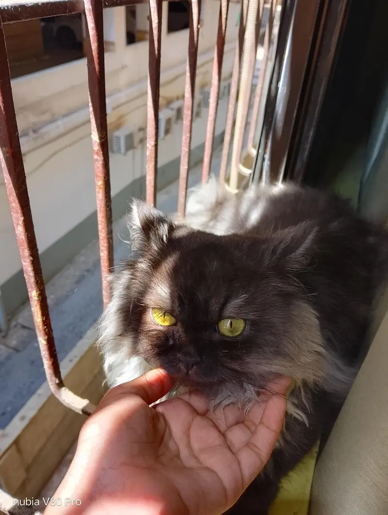 cat for adoption — photo 2