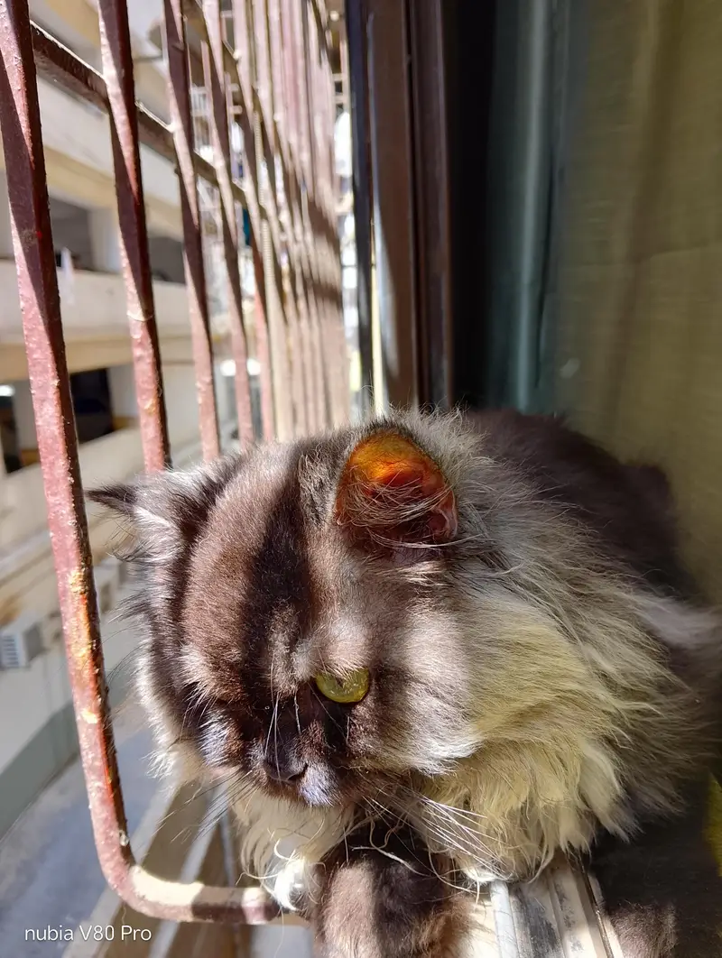 cat for adoption — photo 3