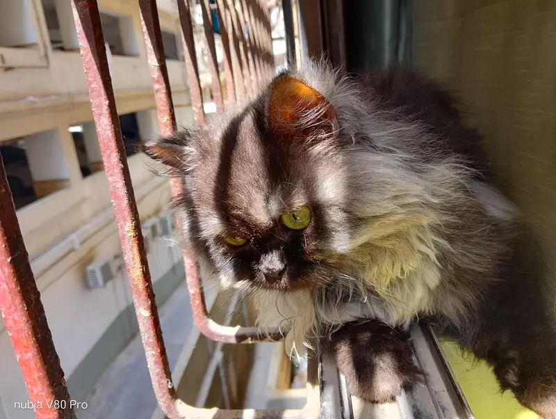 cat for adoption — photo 4