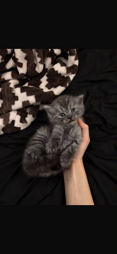 British Persian cats
