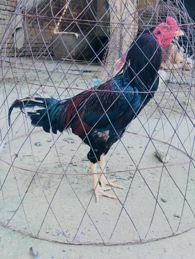 Aseel mianwali murga