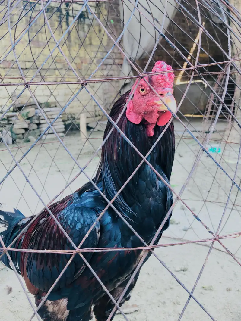 Aseel mianwali murga — photo 2
