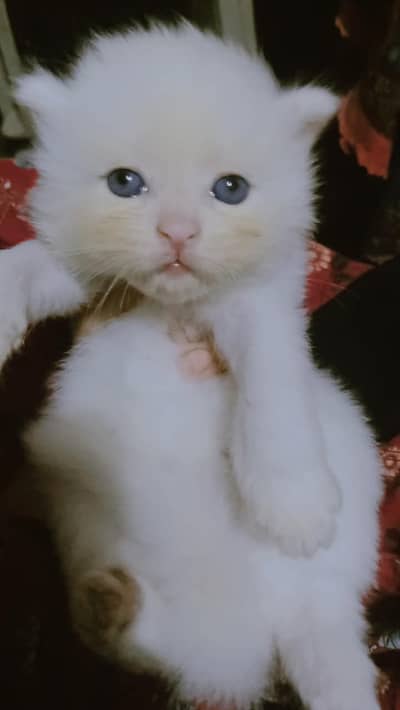 Persian baby cat , colour white , blue eyes