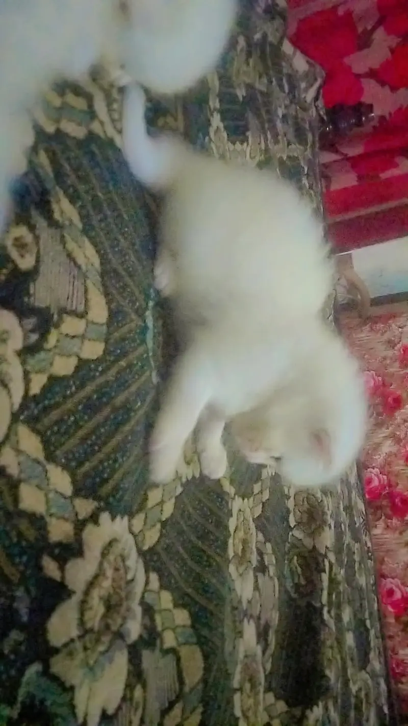 Persian baby cat , colour white , blue eyes — photo 2