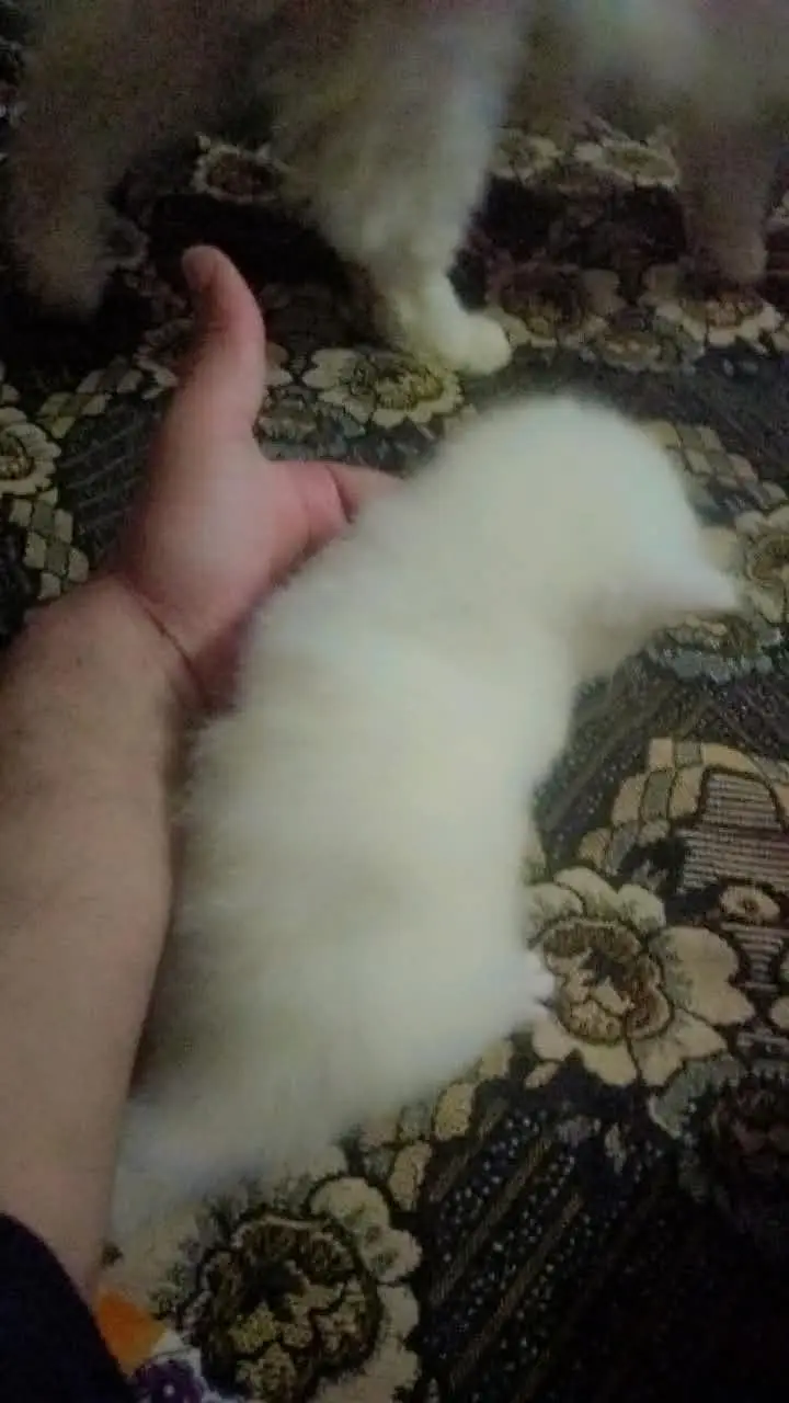 Persian baby cat , colour white , blue eyes — photo 4