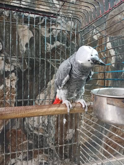 African grey 03340802754 WhatsApp number