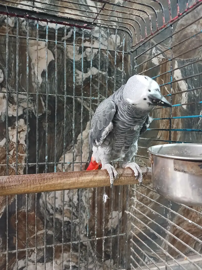 African grey