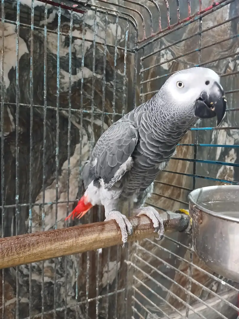 African grey — photo 2