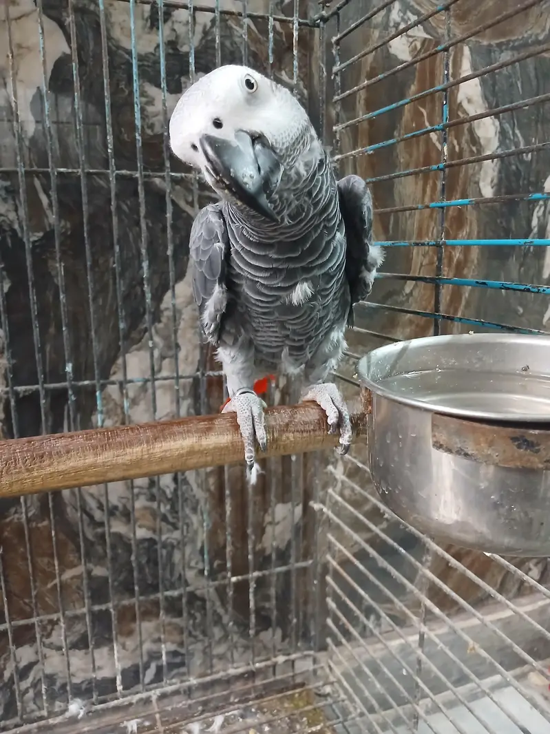 African grey — photo 3