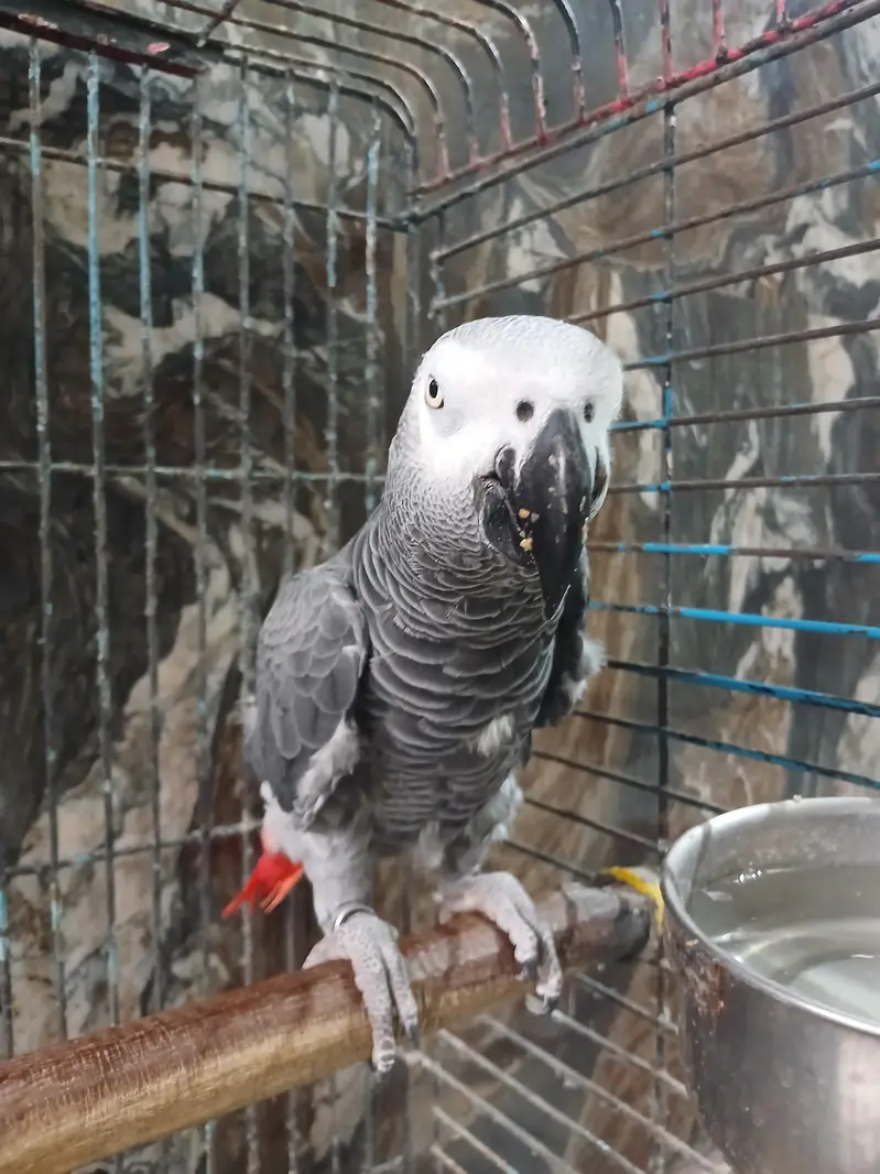African grey — photo 4