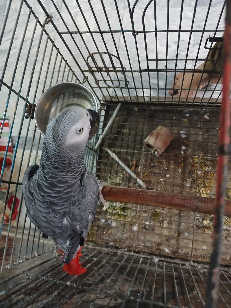 African grey — photo 5