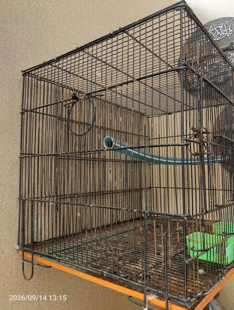 parrots cage