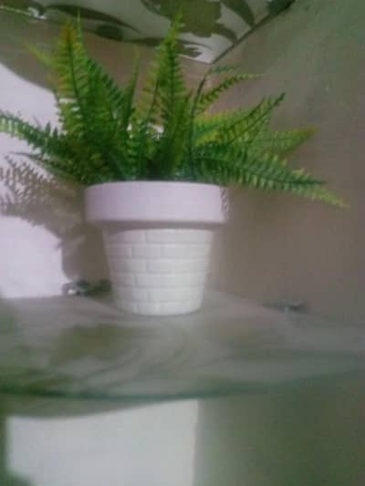 New showpice