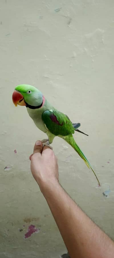 Raw parrots Couple