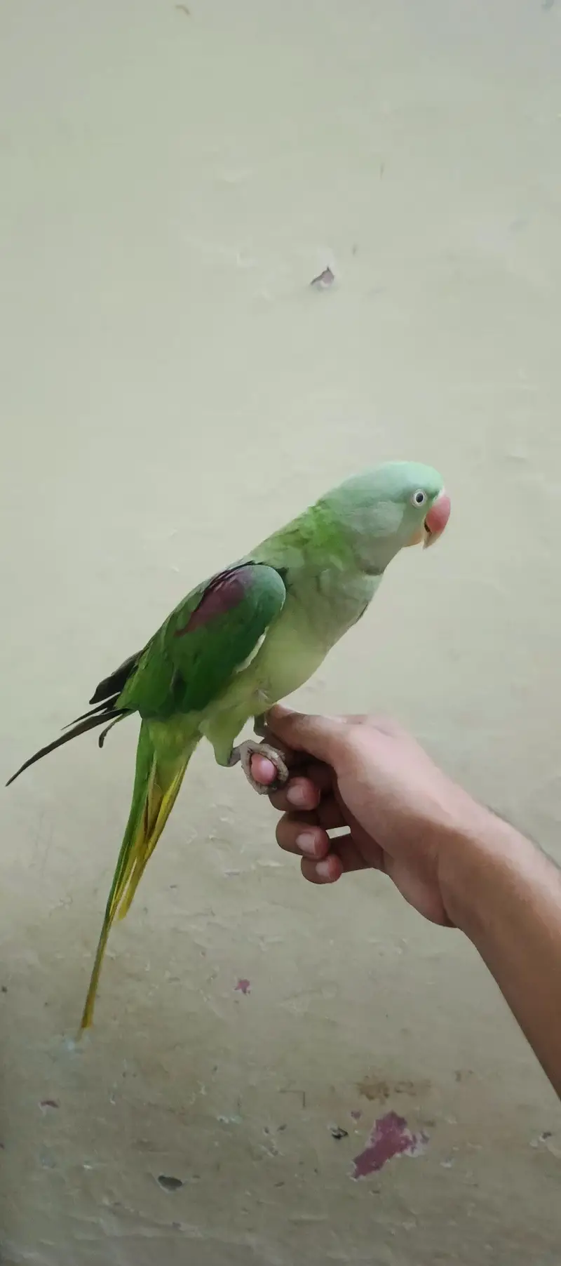 Raw parrots Couple — photo 2