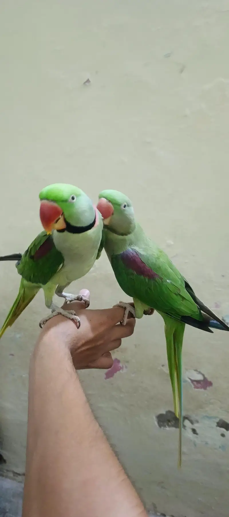 Raw parrots Couple — photo 3
