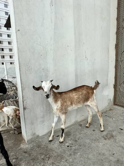 Tedda bakra for sale