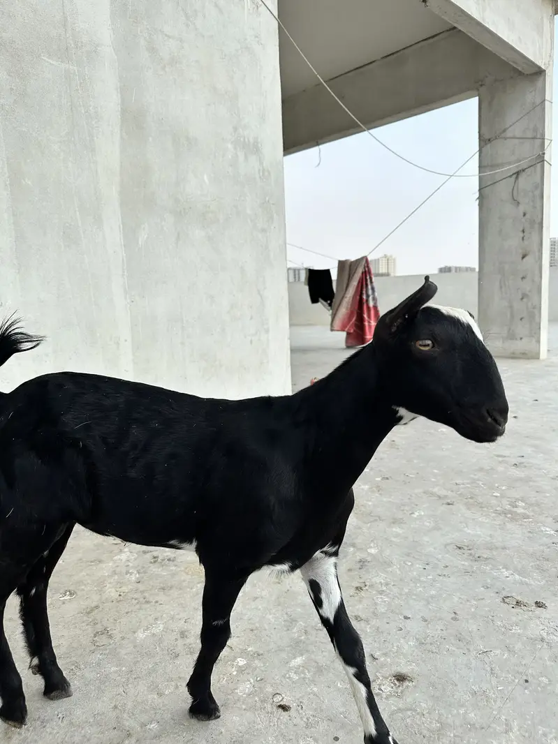 Tedda bakra for sale — photo 2