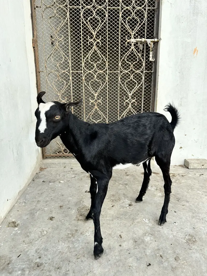 Tedda bakra for sale — photo 3