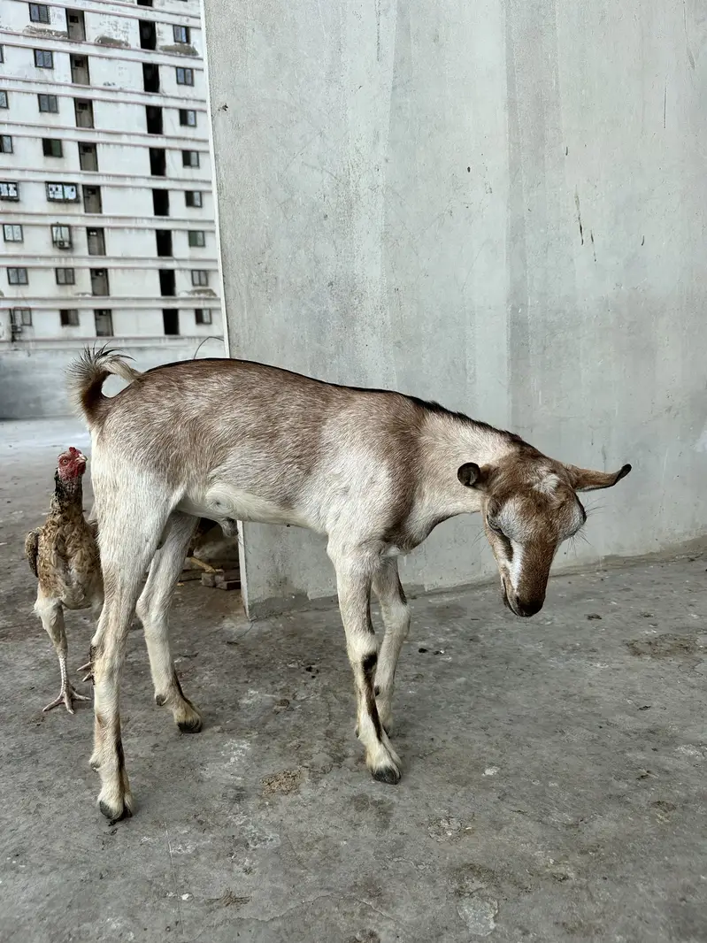 Tedda bakra for sale — photo 4