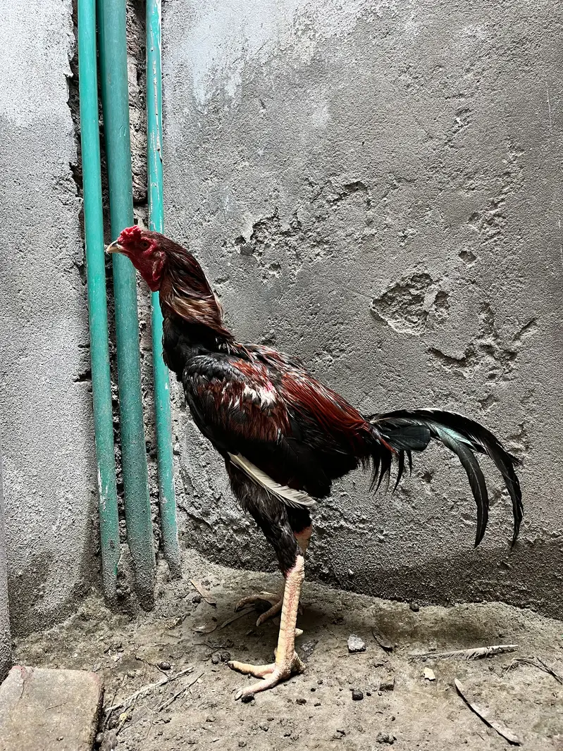 Barmi Aseel Murga Good points thai — photo 6