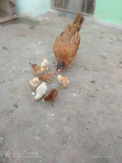 Murghi bacho k 7