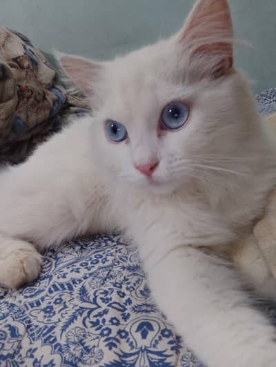 Persian Breed White Cat