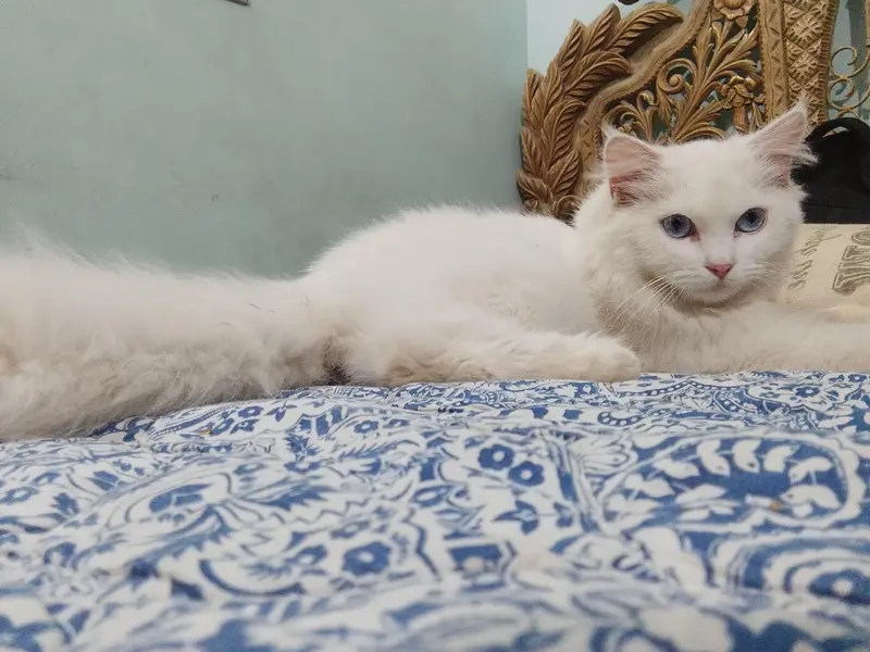 Persian Breed White Cat — photo 2