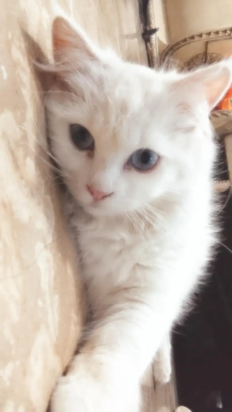 Persian Breed White Cat — photo 3