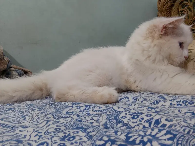Persian Breed White Cat — photo 4