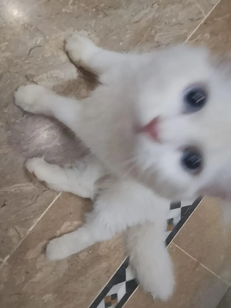 Persian Breed White Cat — photo 5