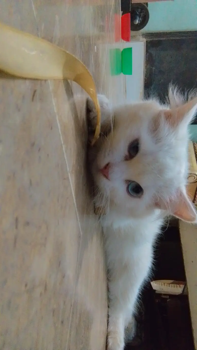 Persian Breed White Cat — photo 6
