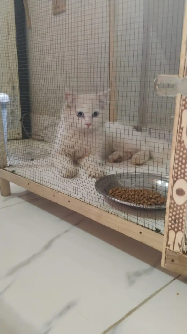Persian Breed White Cat — photo 7