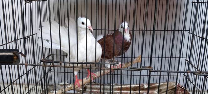 laka pair
