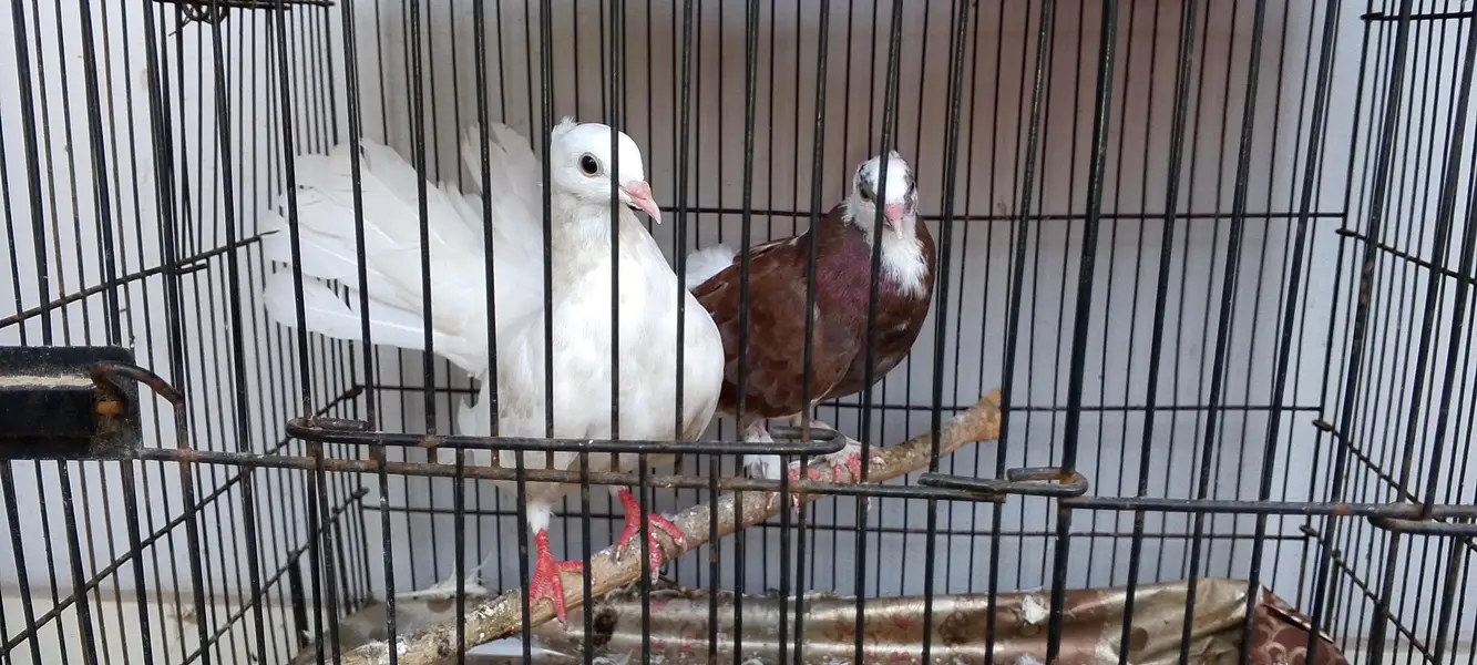 laka pair