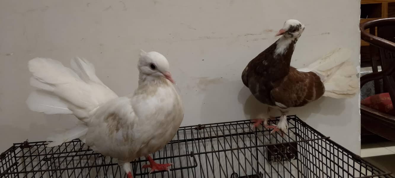laka pair 4
