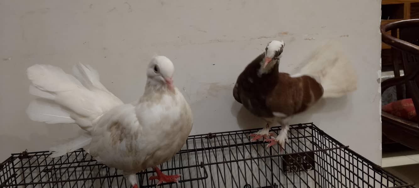 laka pair 5