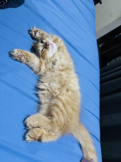 persion cat