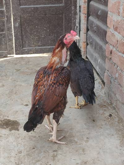Thai Aseel pathay pathian for sale hain