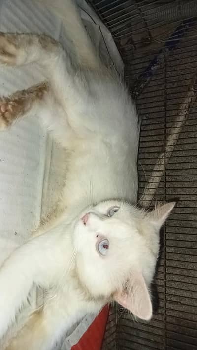 Persian cat Also exchange available