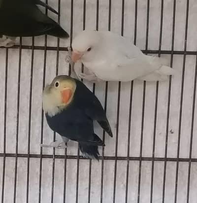 lovebirds
