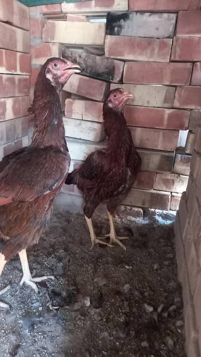 Aseel two female chicken on  egg