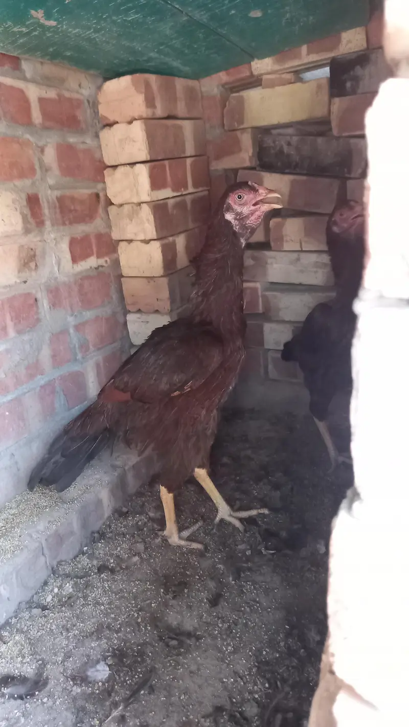 Aseel two female chicken on  egg — photo 2