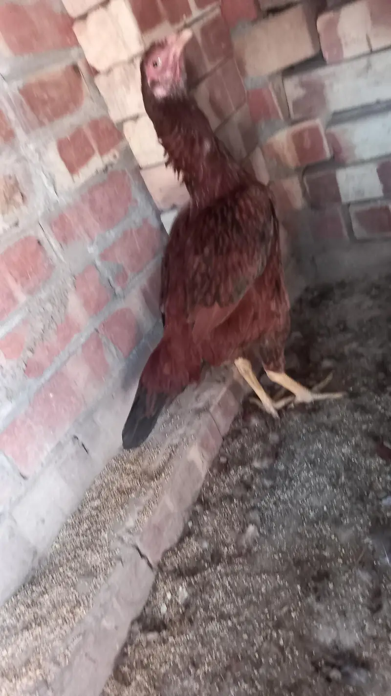 Aseel two female chicken on  egg — photo 3