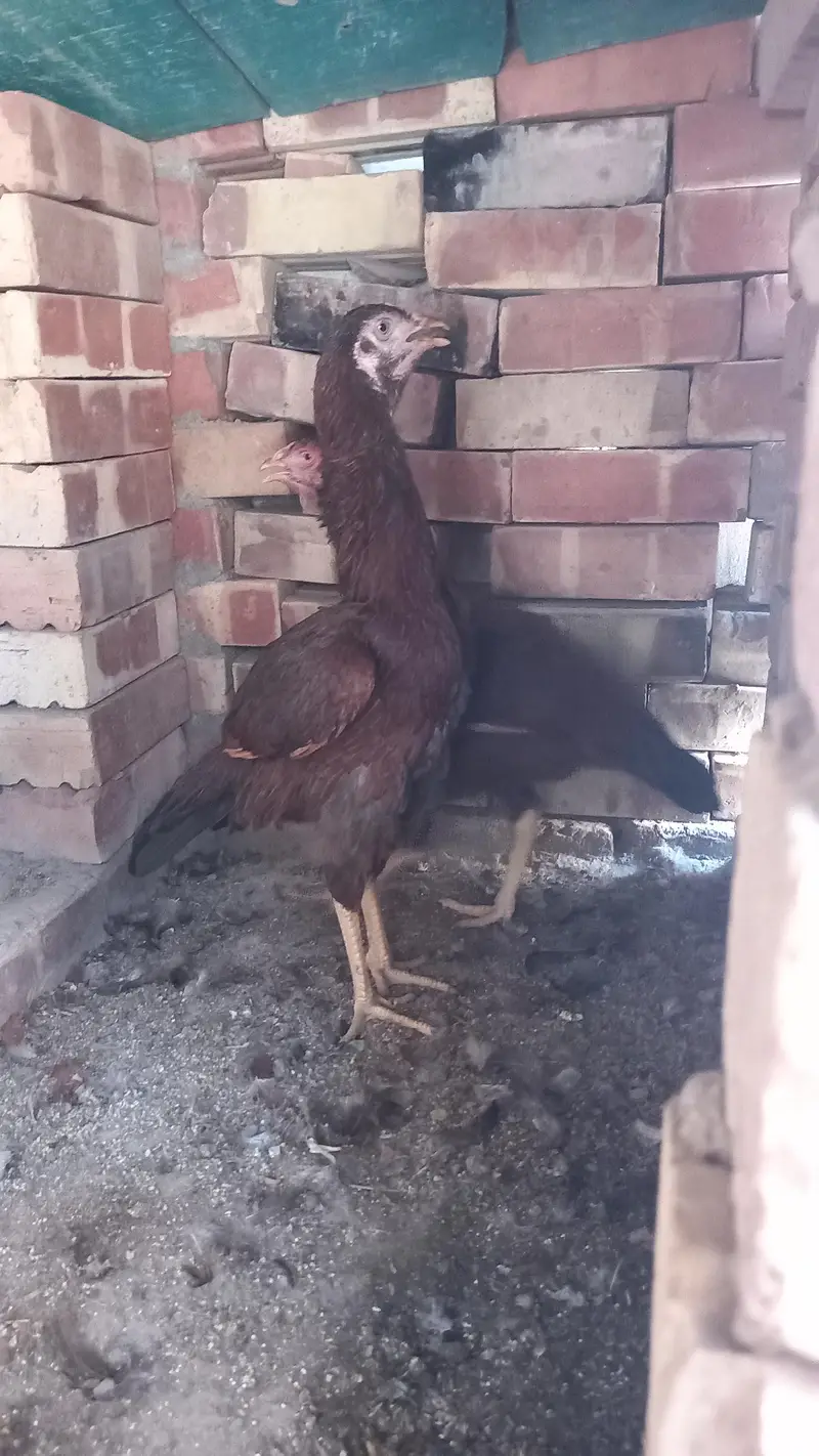 Aseel two female chicken on  egg — photo 4